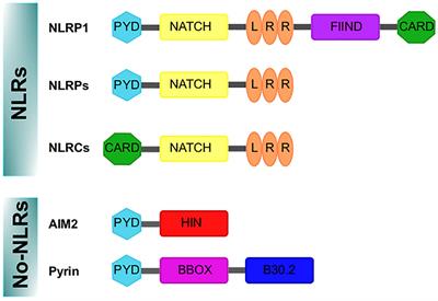 Glial Cells and Brain Diseases: Inflammasomes as Relevant Pathological Entities